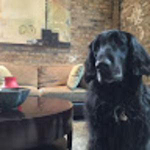 Meet your Posher, Lily